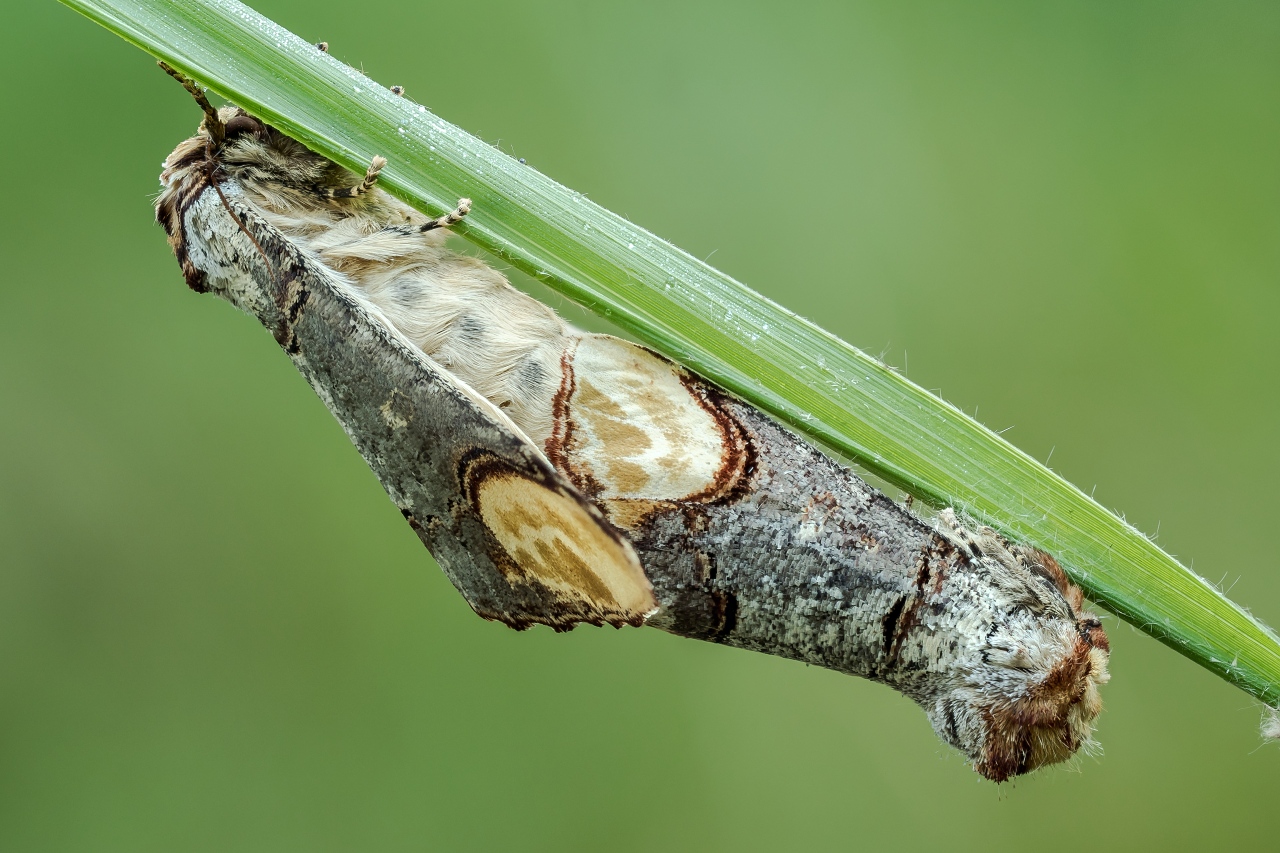 Naroznica zbrojowka (Phalera bucephala) (8)